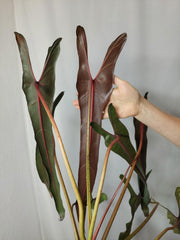Philodendron Spiritus Sancti Adult