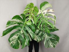 Monstera Variegata Adult