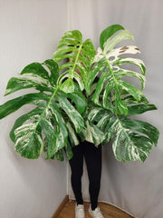 Monstera Variegata Adult