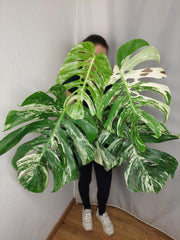 Monstera Variegata Adult