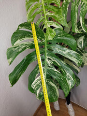 Monstera Variegata Adult