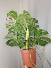 Monstera Variegata Adult
