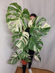 Monstera Variegata Adult
