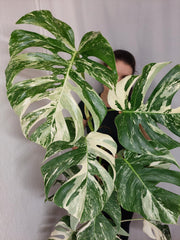 Monstera Variegata Adult