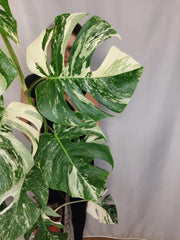 Monstera Variegata Adult