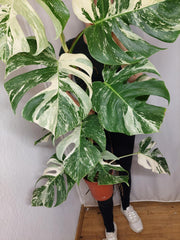 Monstera Variegata Adult