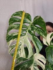 Monstera Variegata Adult