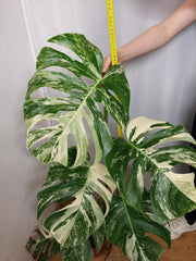 Monstera Variegata Adult