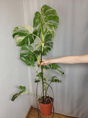 Monstera Variegata Adult
