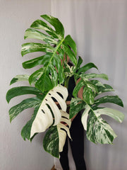 Monstera Variegata Adult