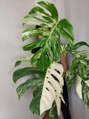 Monstera Variegata Adult