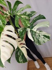 Monstera Variegata Adult