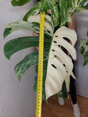 Monstera Variegata Adult