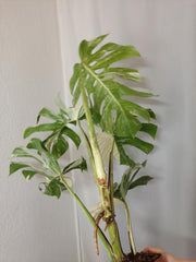 Monstera Variegata Adult
