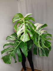 Monstera Variegata Adult