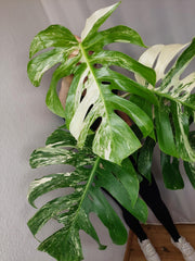 Monstera Variegata Adult