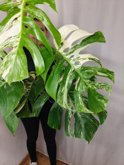 Monstera Variegata Adult