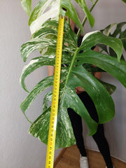Monstera Variegata Adult