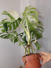 Monstera Variegata Adult