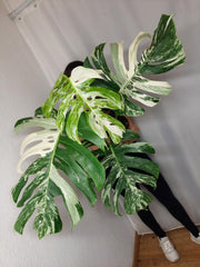 Monstera Variegata Adult