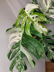 Monstera Variegata Adult
