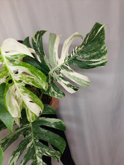 Monstera Variegata Adult
