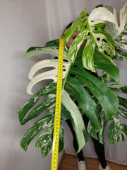 Monstera Variegata Adult