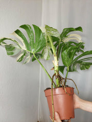 Monstera Variegata Adult