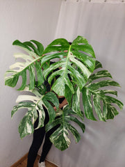 Monstera Variegata Adult