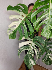 Monstera Variegata Adult