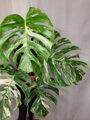 Monstera Variegata Adult