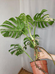 Monstera Variegata Adult