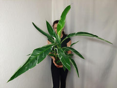 Musa Variegata buschig