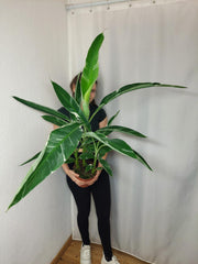 Musa Variegata buschig