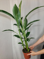 Musa Variegata buschig