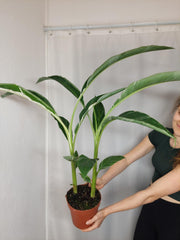 Musa Variegata buschig