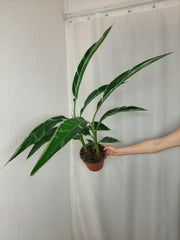 Musa Variegata buschig