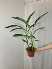 Musa Variegata buschig