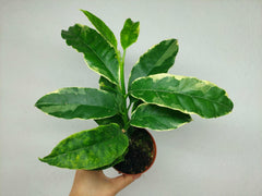 Hoya Multiflora Variegata