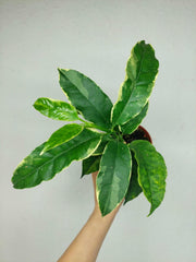 Hoya Multiflora Variegata