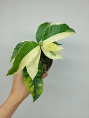 Hoya Multiflora Variegata