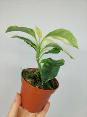 Hoya Multiflora Variegata