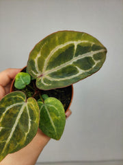 Anthurium Red Crystallinum Aurea