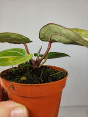 Anthurium Red Crystallinum Aurea
