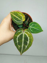 Anthurium Red Crystallinum Aurea