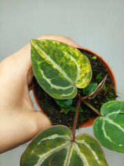 Anthurium Red Crystallinum Aurea