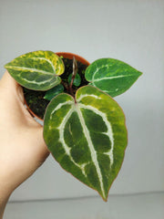 Anthurium Red Crystallinum Aurea