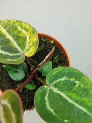 Anthurium Red Crystallinum Aurea