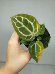 Anthurium Red Crystallinum Aurea