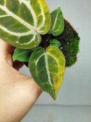 Anthurium Red Crystallinum Aurea